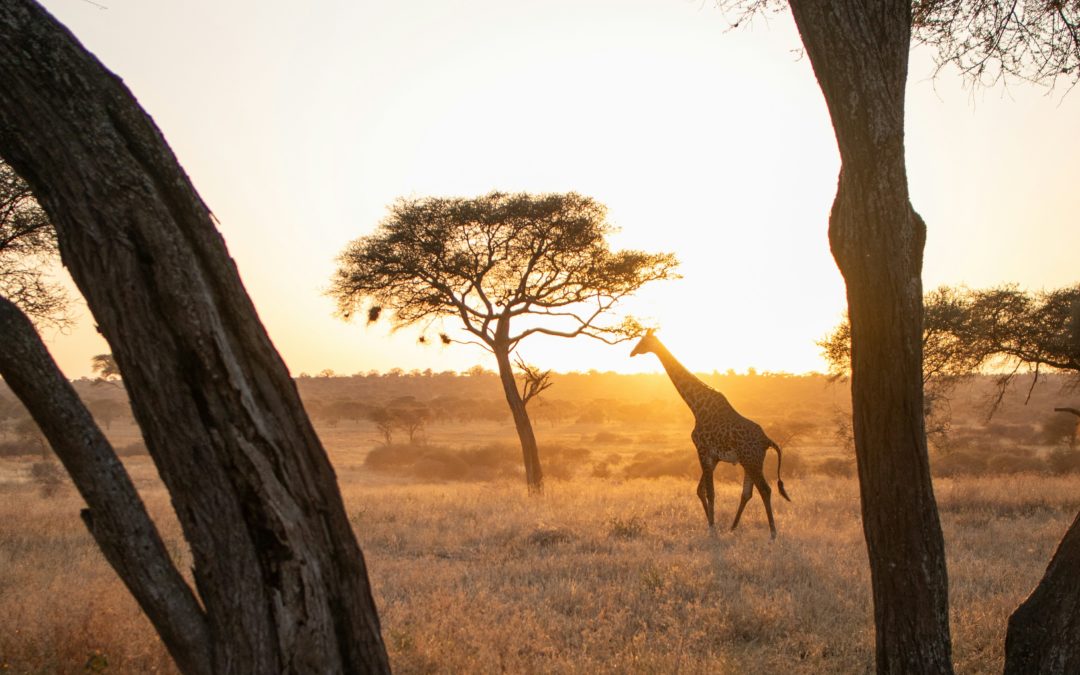 Mots et merveilles : contes d’Afrique